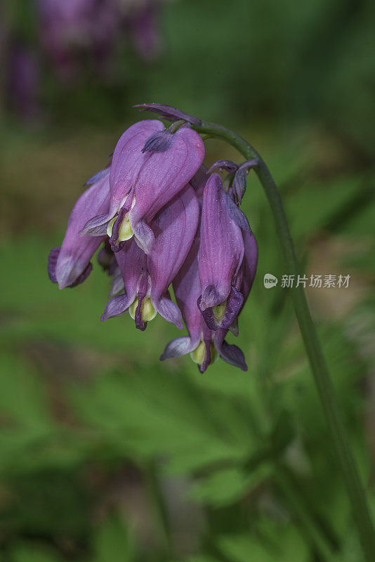 福尔摩沙(Dicentra formosa)，西出血心，或太平洋出血心是一种开花植物在罂粟科(罂粟科)。位于加州内华达山脉的约塞米蒂国家公园。